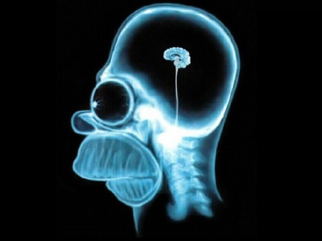 homer-simpson-wallpaper-brain-10242.jpg, 49 KB